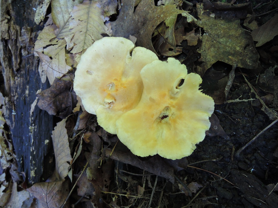 Hygrophorus lucorum image