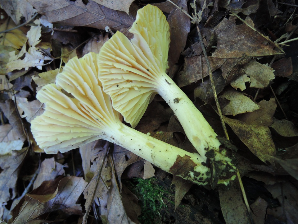 Hygrophorus lucorum image