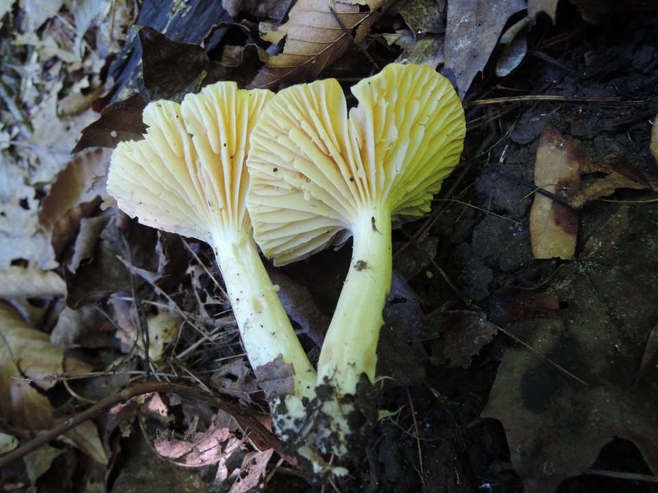 Hygrophorus lucorum image