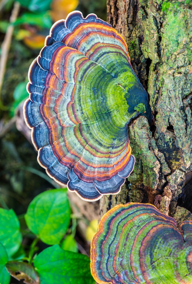 Microporus affinis image