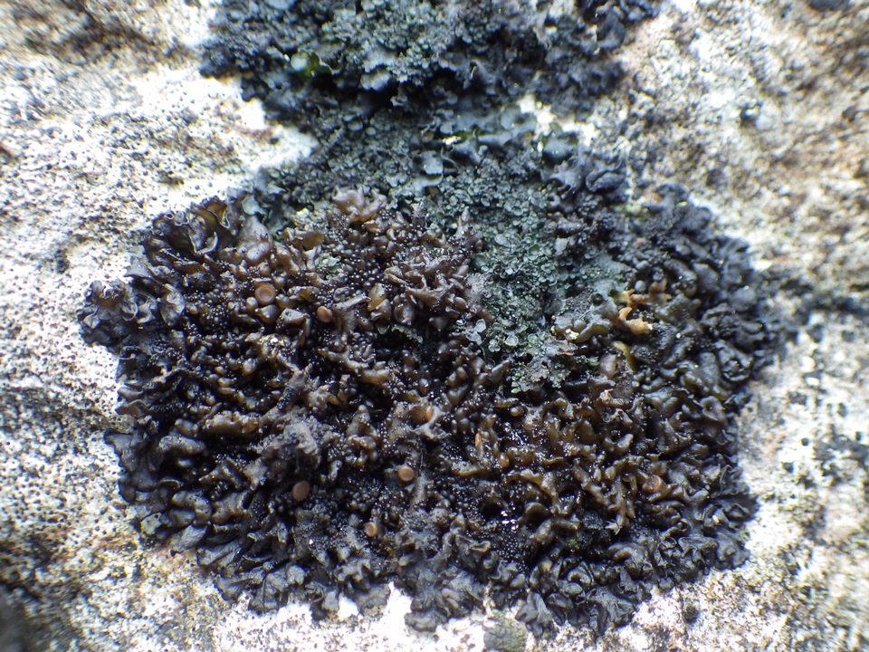 Leptogium schraderi image
