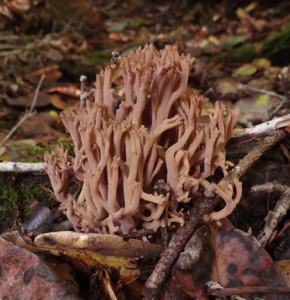 Ramaria violaceibrunnea image