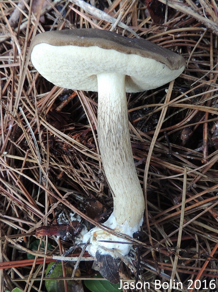 Retiboletus fuscus image