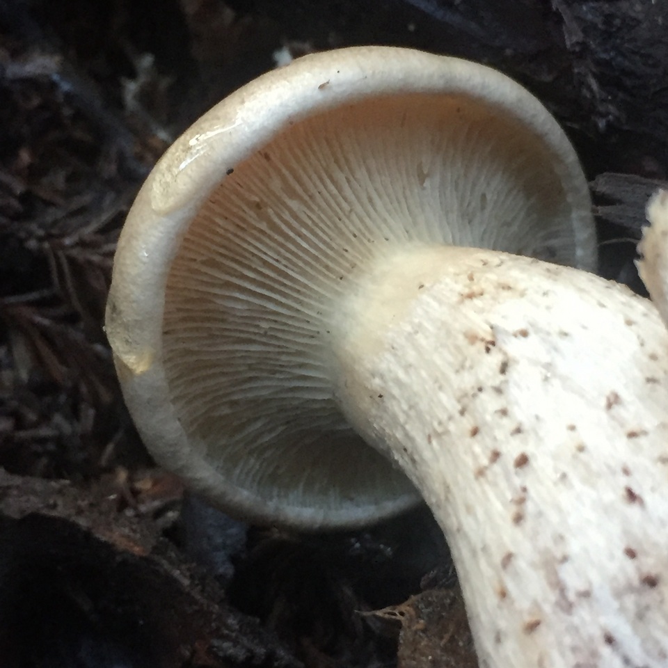 Melanoleuca verrucipes image