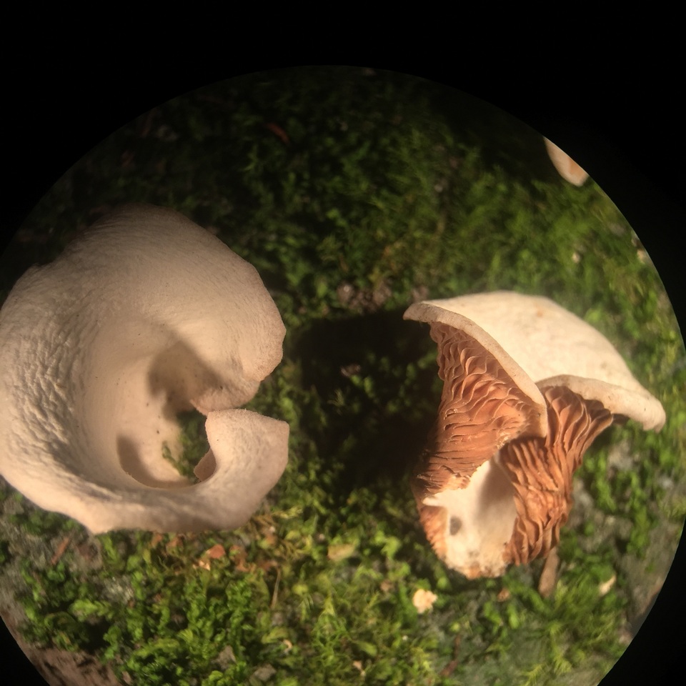 Crepidotus albidus image