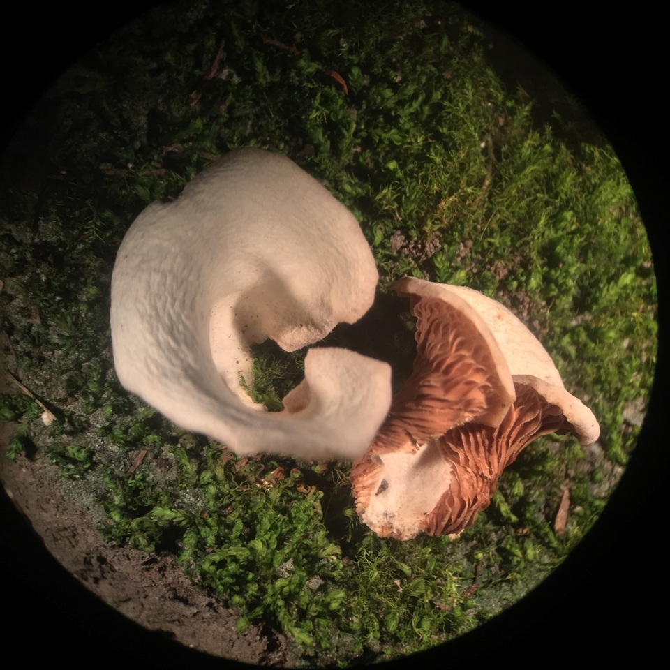 Crepidotus albidus image
