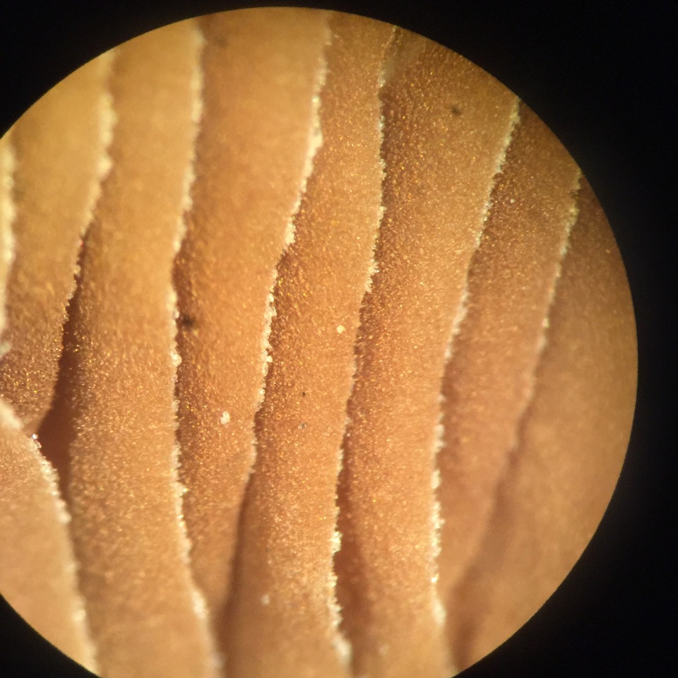Crepidotus albidus image