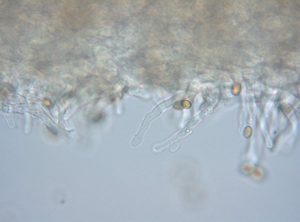 Crepidotus albidus image