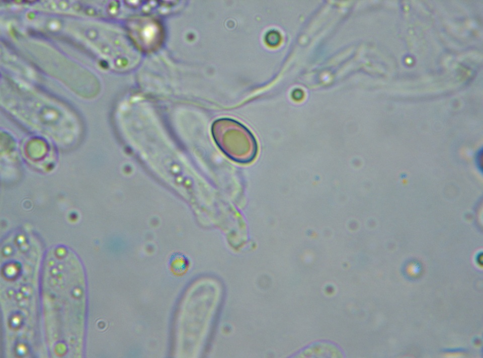 Crepidotus albidus image