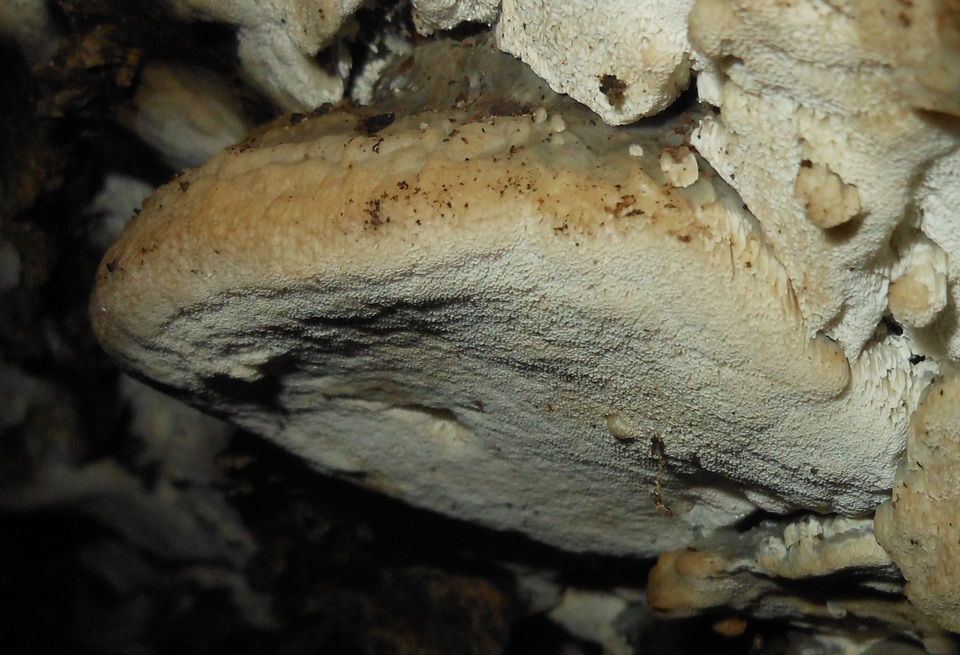 Physisporinus vitreus image