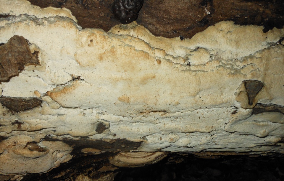 Physisporinus vitreus image