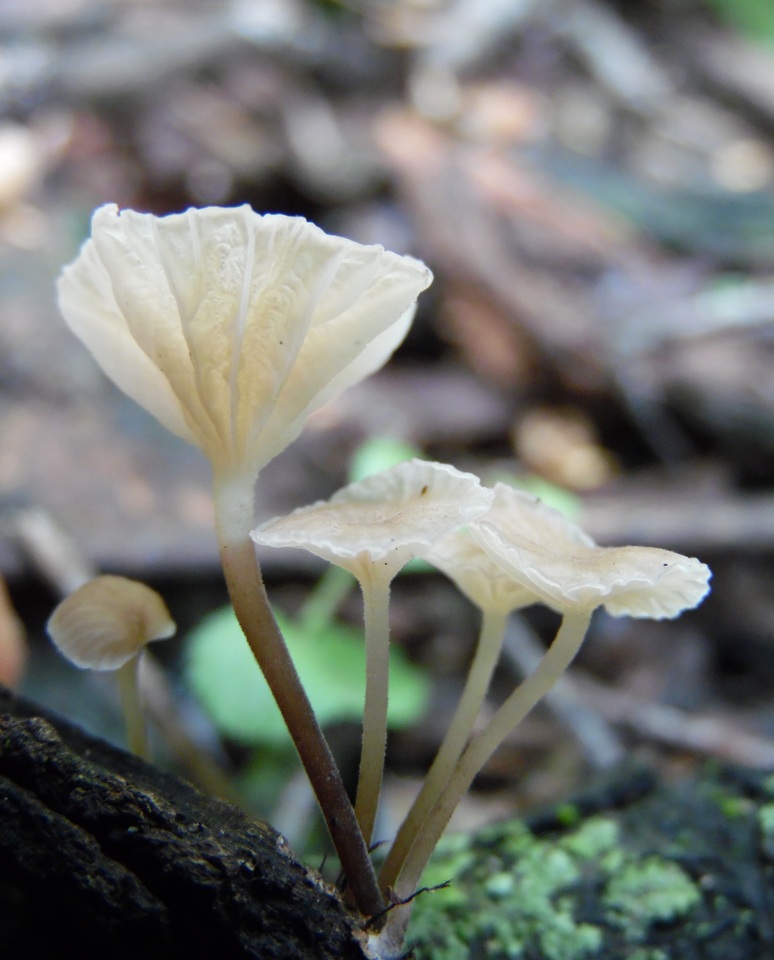 Gerronema viridilucens image