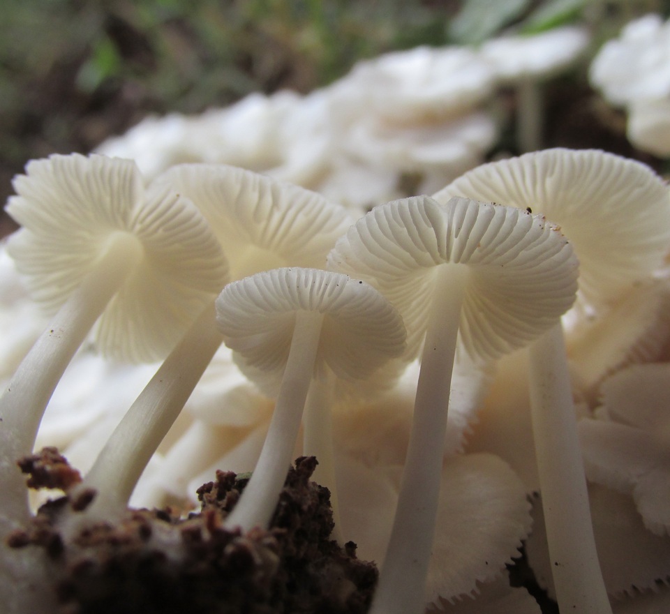 Termitomyces microcarpus image