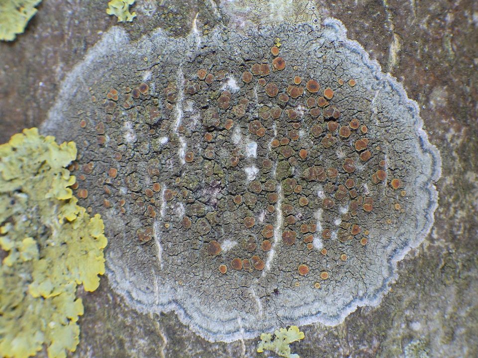 Caloplaca ulcerosa image