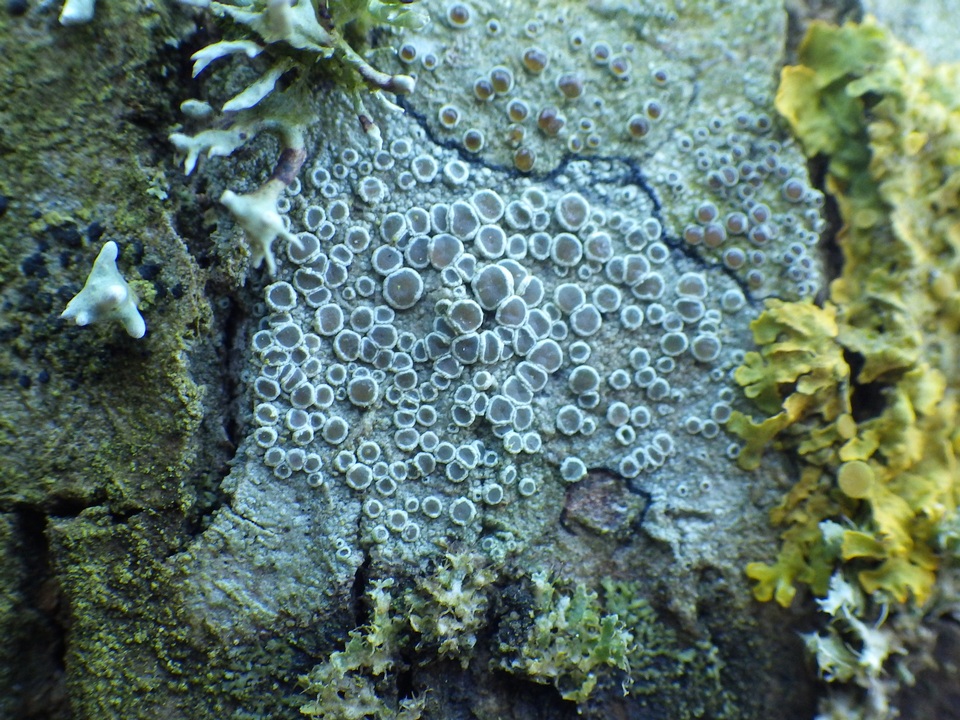Lecanora albescens image