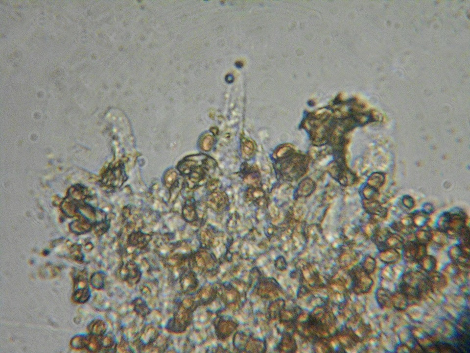 Psathyrella paradoxa image