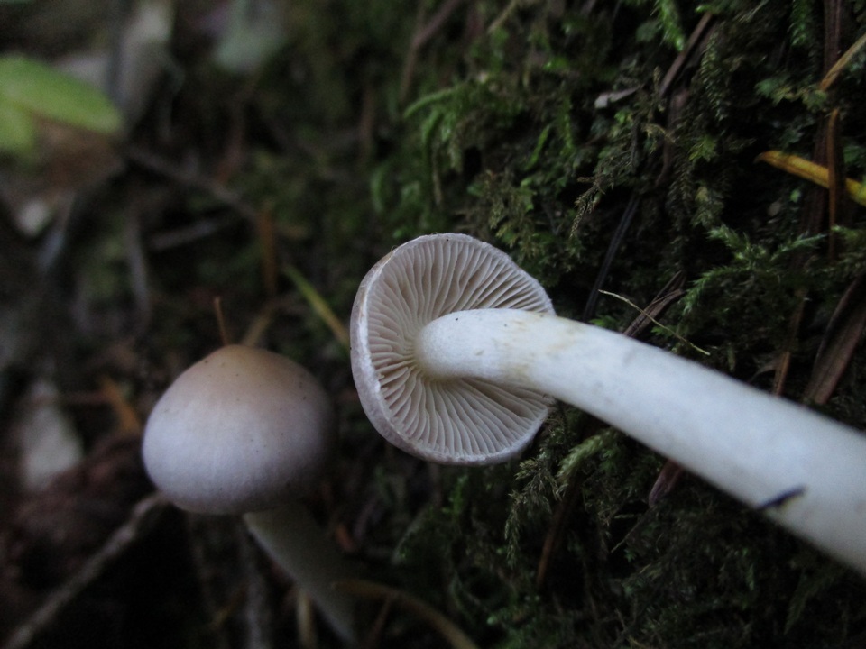 Inocybe ionocephala image