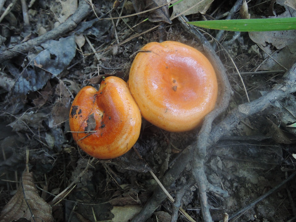 Lactarius agglutinatus image