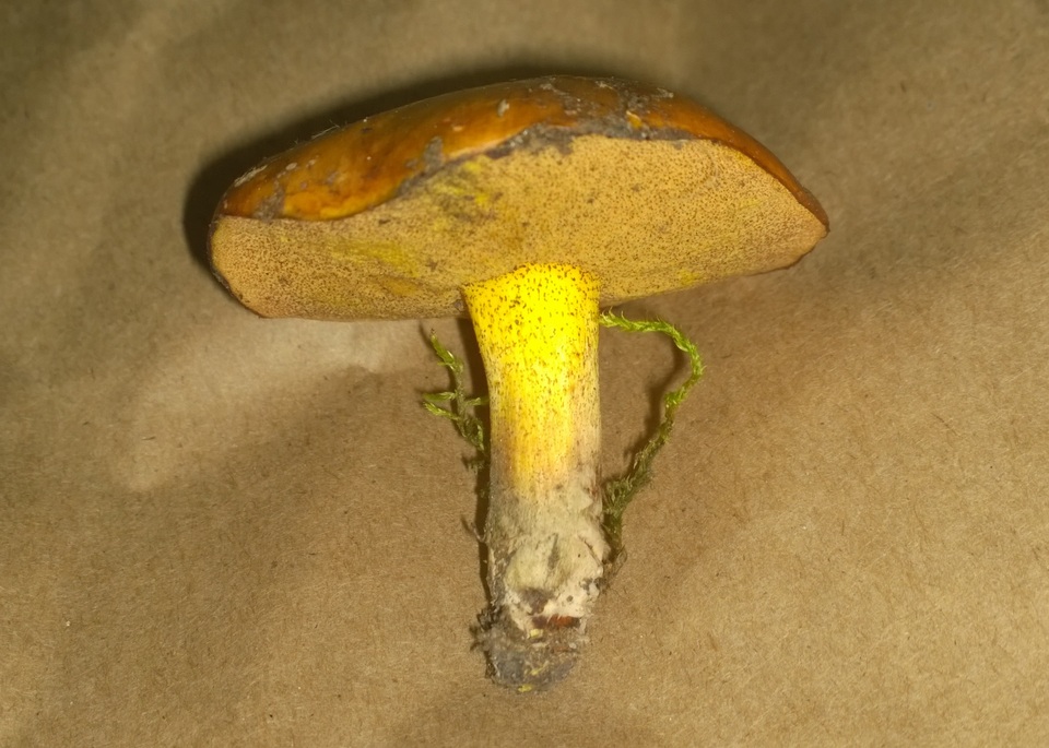 Suillus wasatchicus image