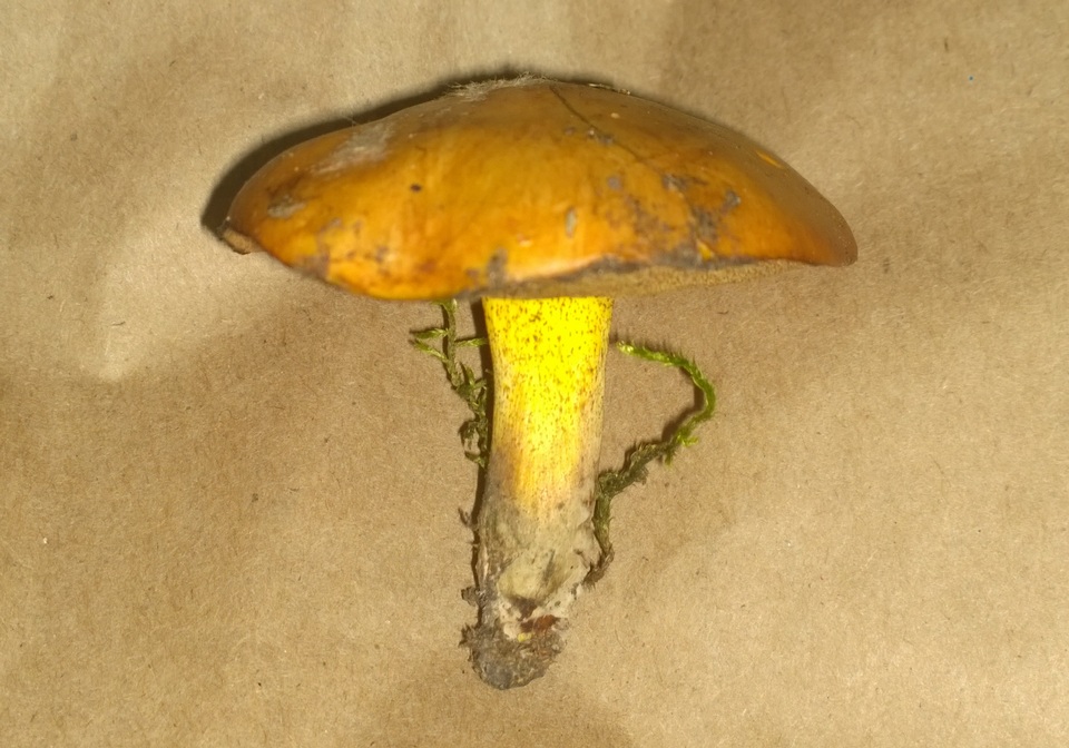 Suillus wasatchicus image