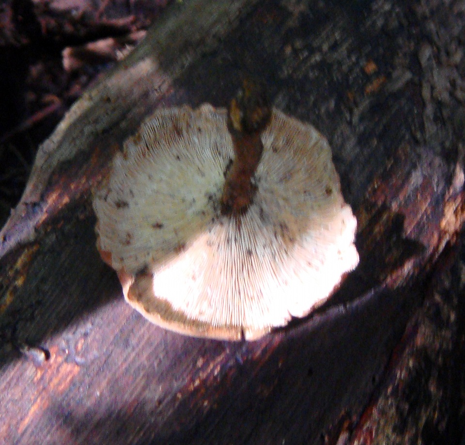 Panus ciliatus image