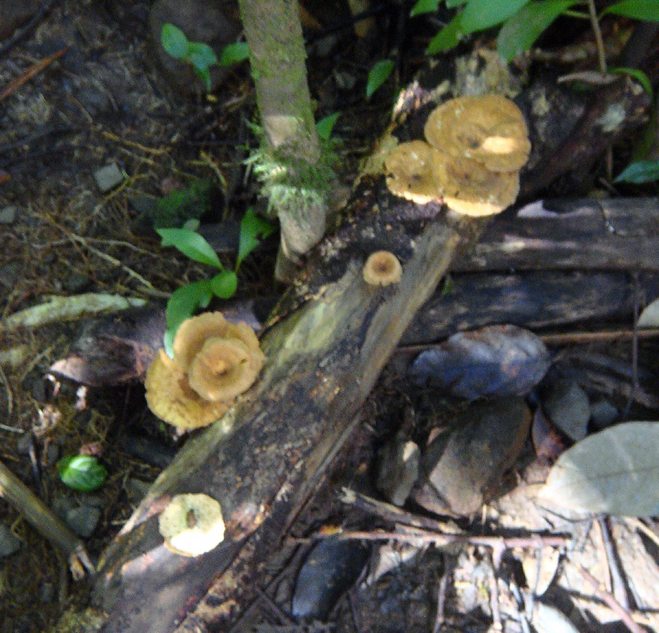 Panus ciliatus image