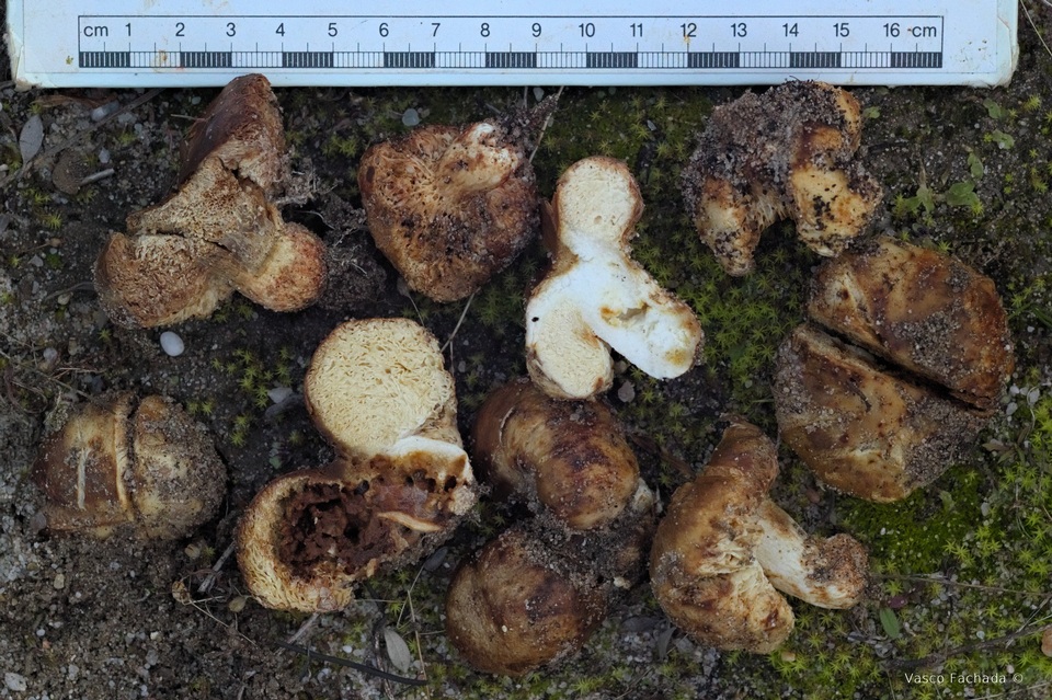 Macowanites ammophilus image