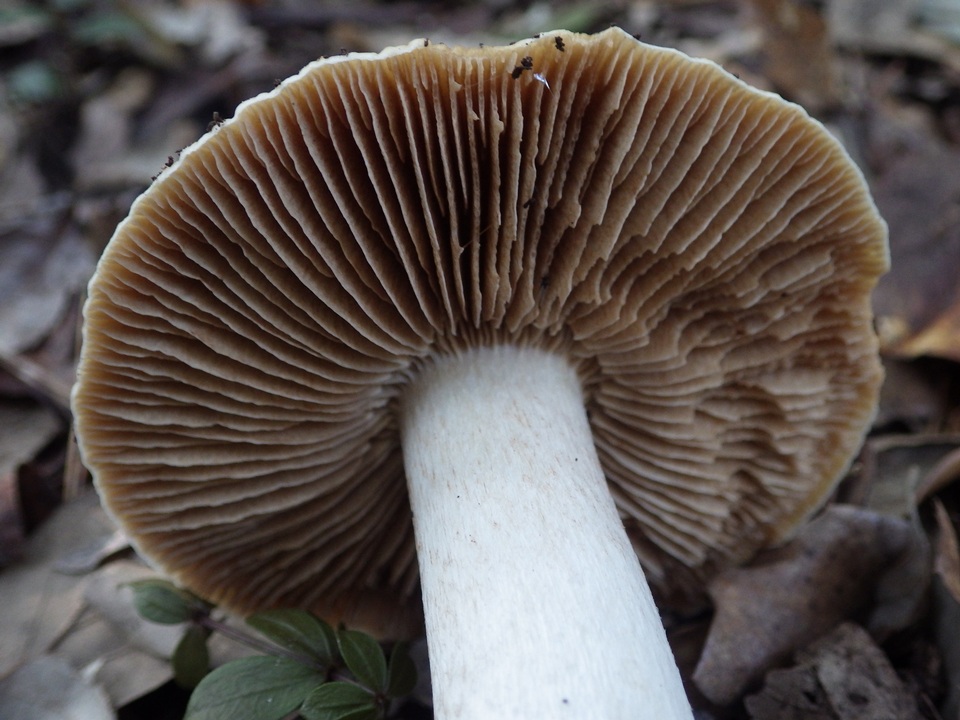 Cortinarius elatior image