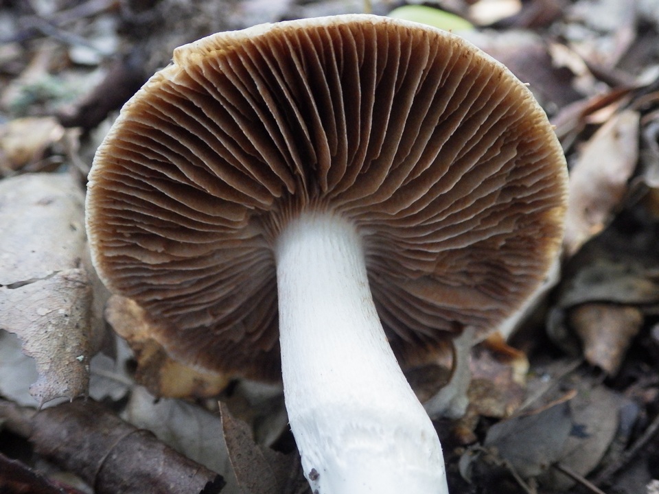 Cortinarius elatior image