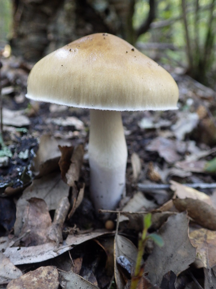 Cortinarius stillatitius image