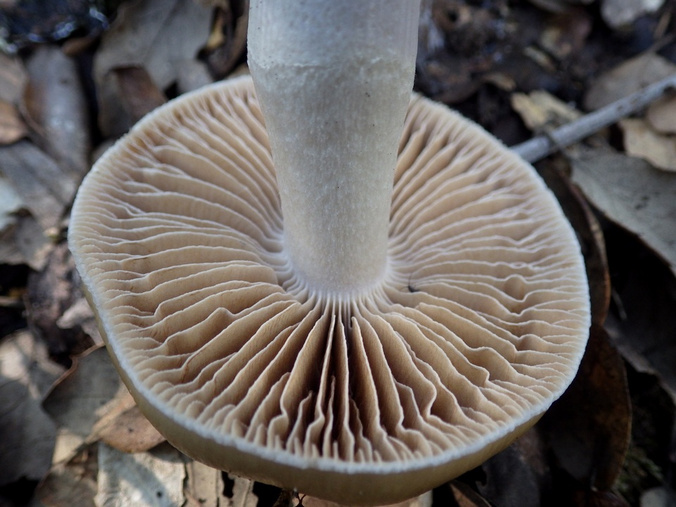 Cortinarius stillatitius image