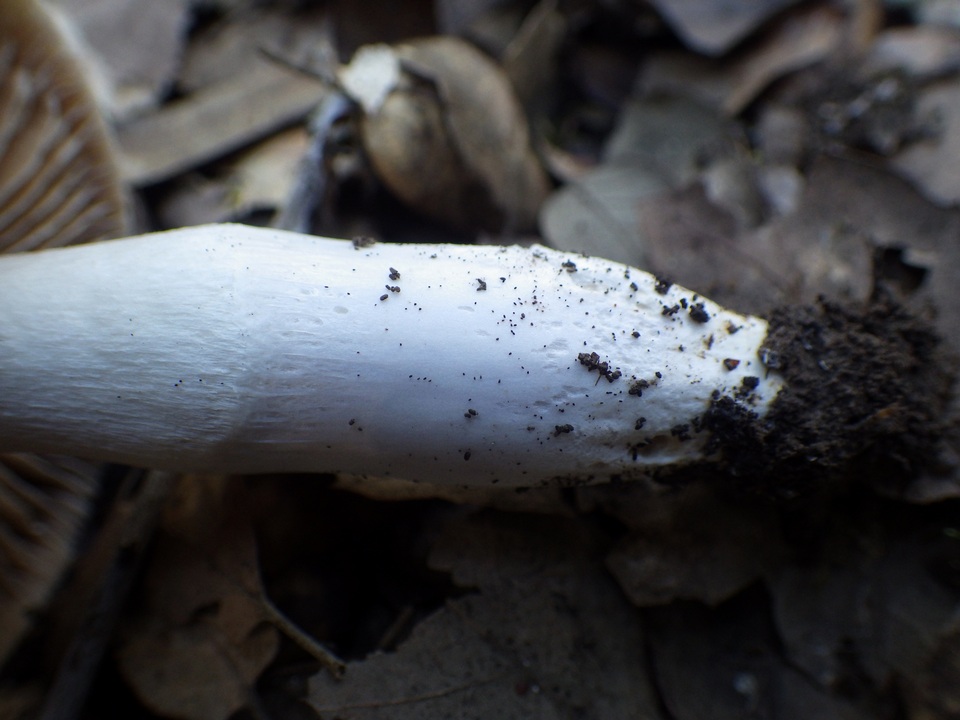 Cortinarius stillatitius image