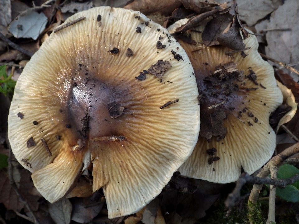 Cortinarius elatior image