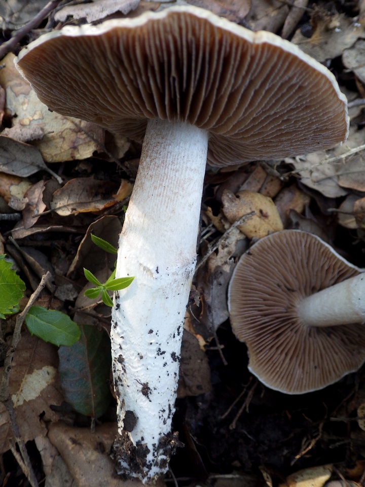Cortinarius elatior image