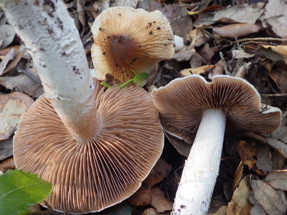 Cortinarius elatior image