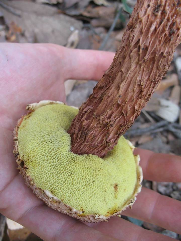 Frostiella russellii image