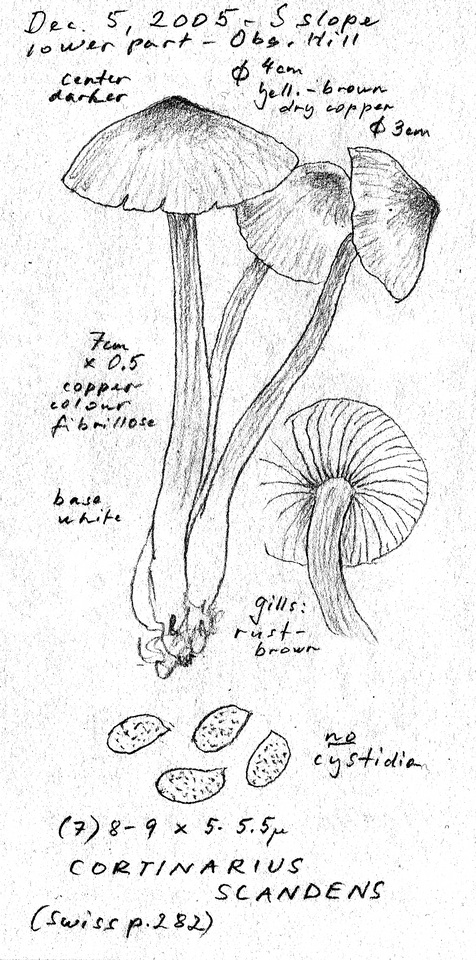 Cortinarius scandens image
