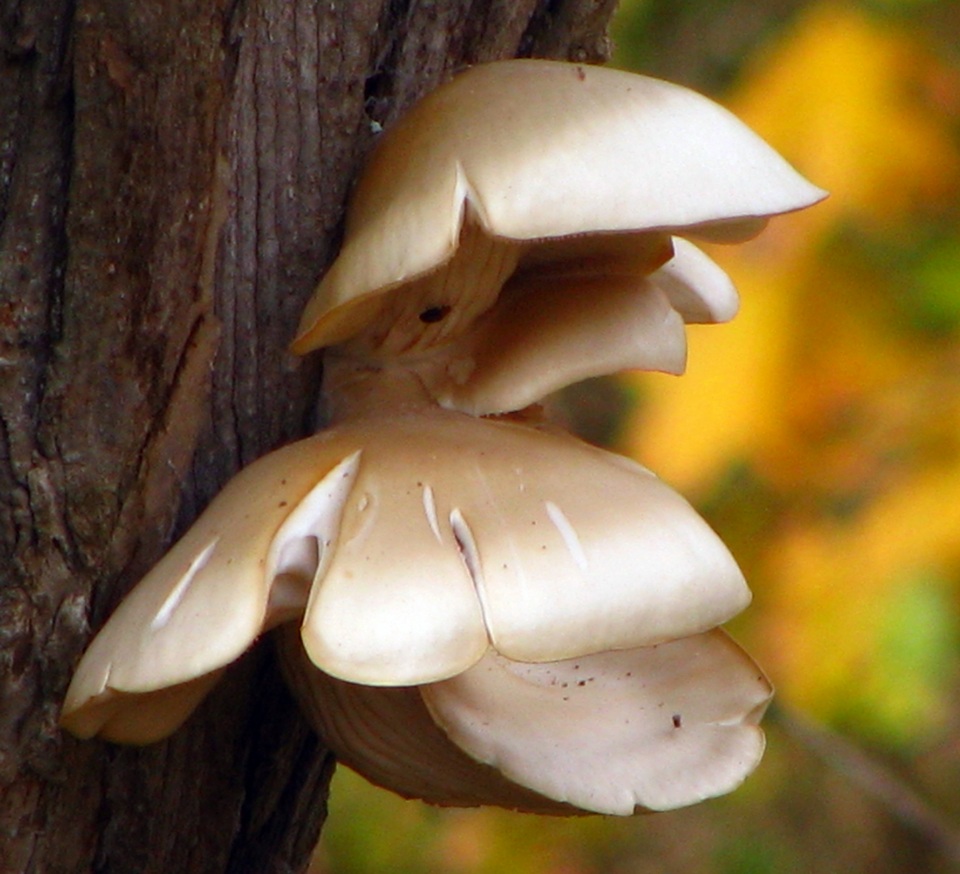Pleurotus ostreatoroseus image