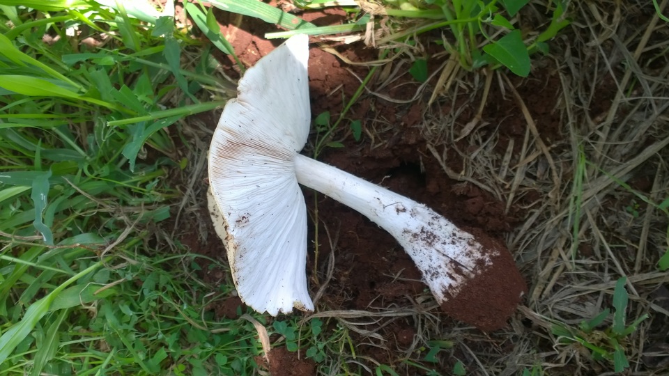 Termitomyces image