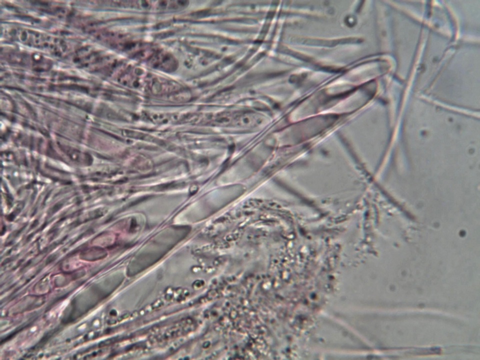 Microglossum nudipes image