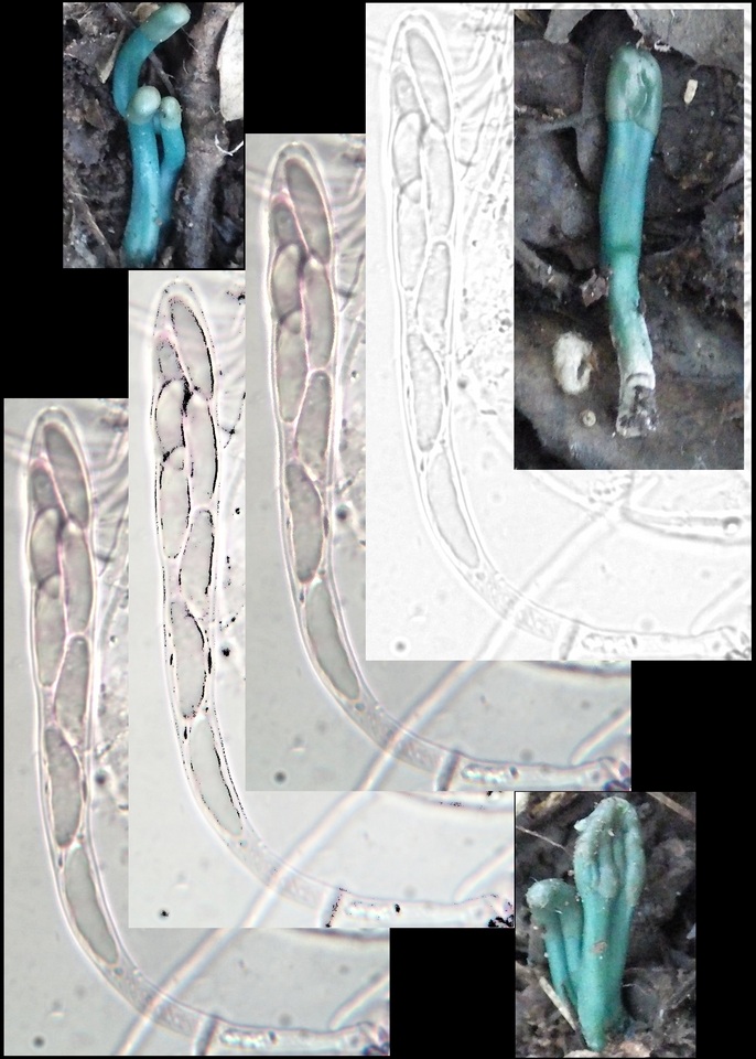 Microglossum nudipes image