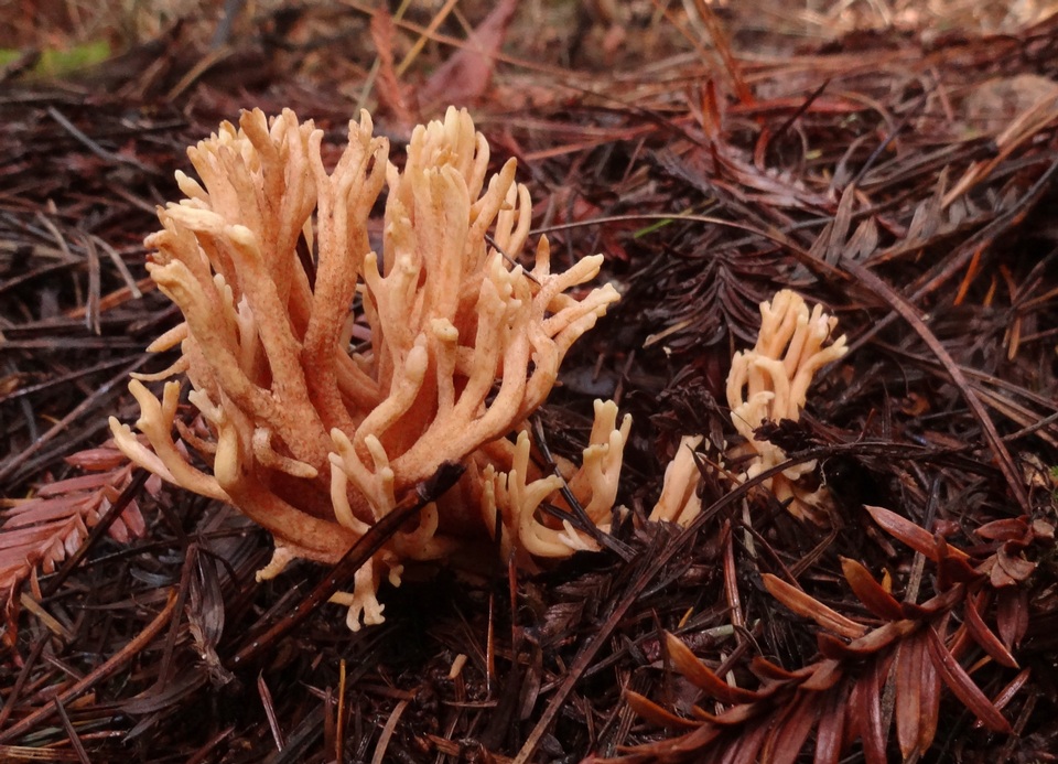Ramaria sandaracina var. chondrobasis image