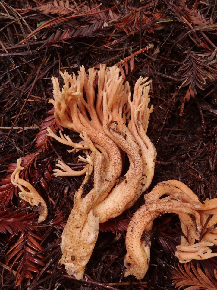 Ramaria sandaracina var. chondrobasis image