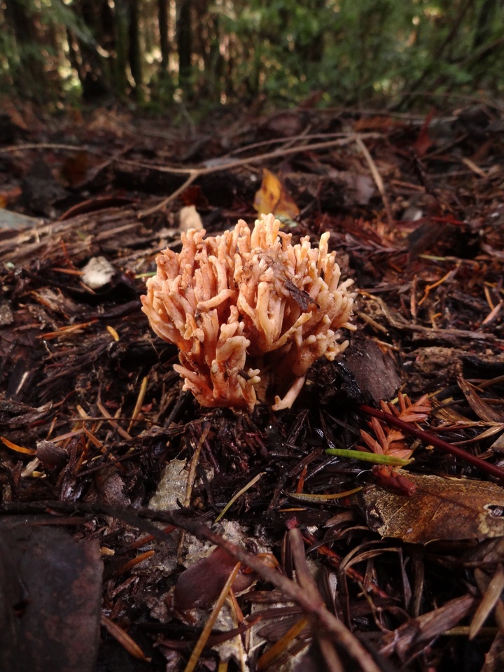 Ramaria sandaracina var. chondrobasis image