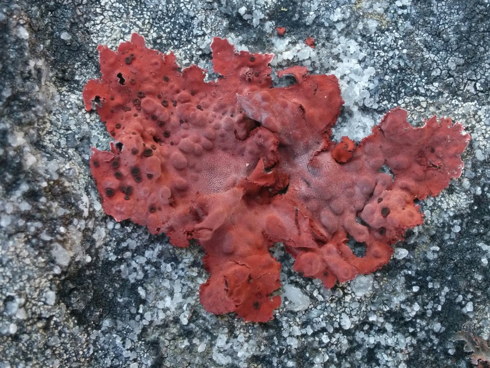 Lasallia rubiginosa image