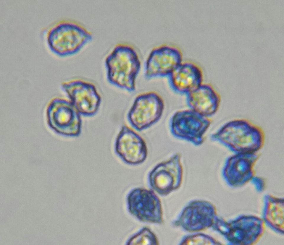 Entoloma occidentale image
