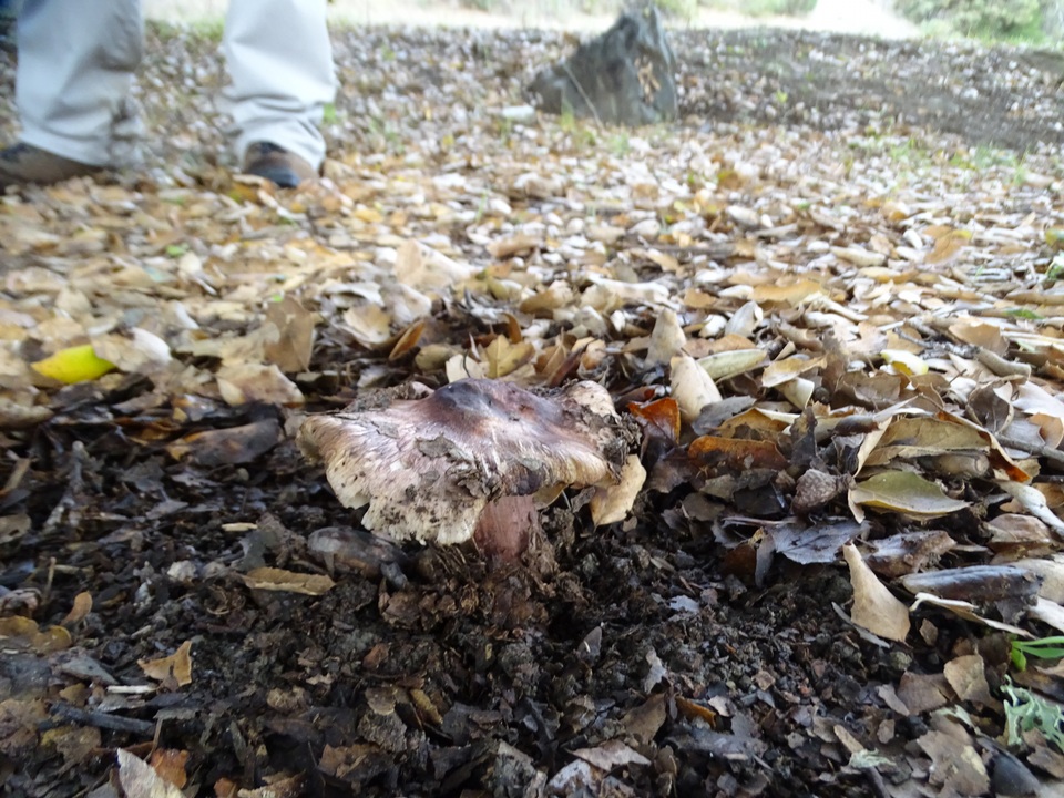Inocybe adaequata image