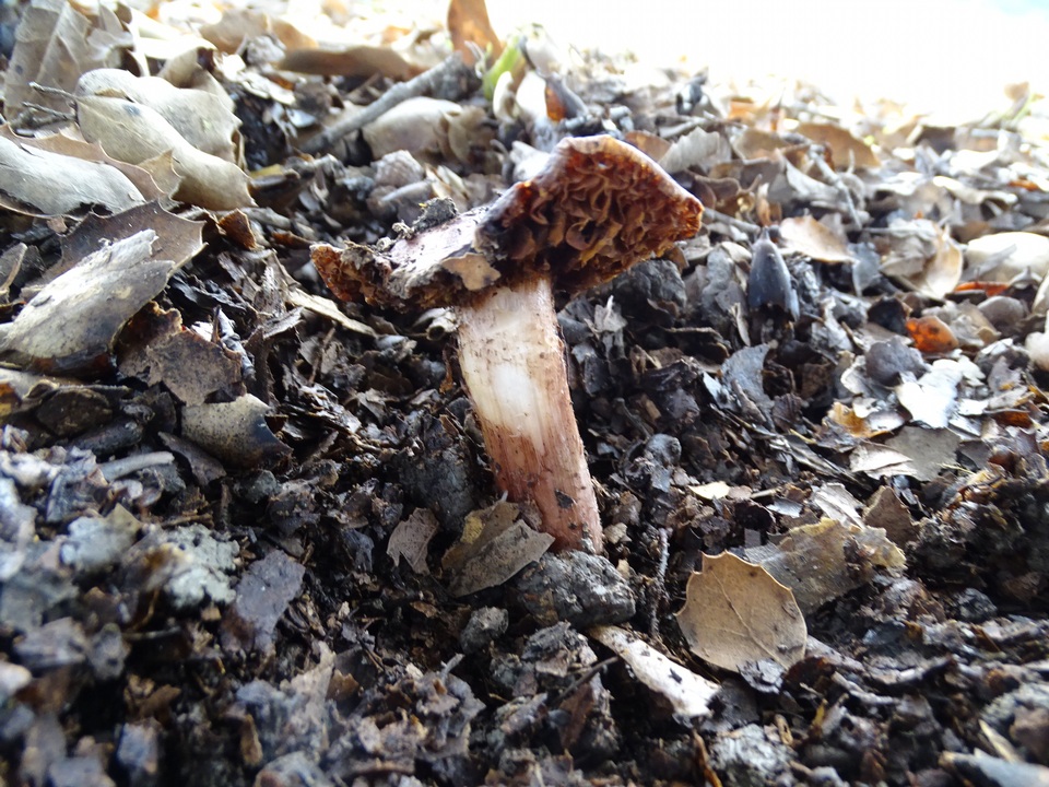 Inocybe adaequata image