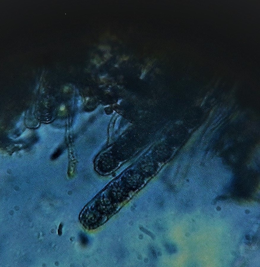 Lamprospora crechqueraultii image