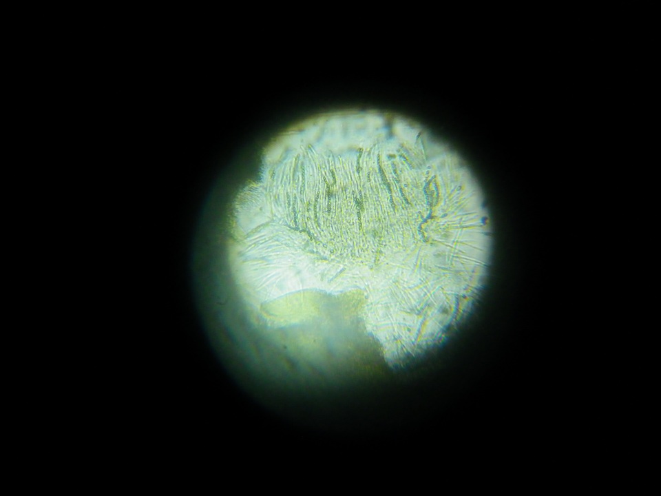 Hypocrea lixii image